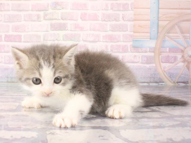 大阪府のミヌエット (Coo&RIKU城東古市店/2025年12月24日生まれ/男の子/シルバーホワイト)の子猫の3枚目の画像