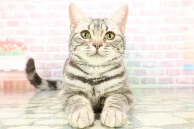 アメリカンショートヘアー