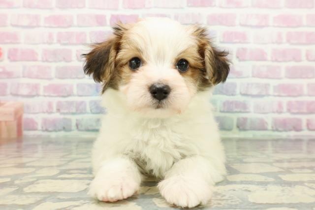 福島県のハーフ犬・ミックス犬 (Coo&RIKUいわき店/2025年12月22日生まれ/男の子/ホワイトブラウン)の子犬の1枚目の画像