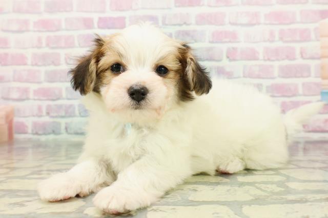 福島県のハーフ犬・ミックス犬 (Coo&RIKUいわき店/2025年12月22日生まれ/男の子/ホワイトブラウン)の子犬の2枚目の画像