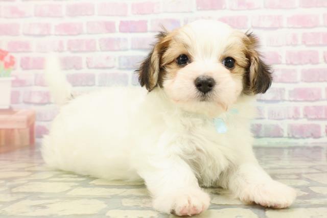 福島県のハーフ犬・ミックス犬 (Coo&RIKUいわき店/2025年12月22日生まれ/男の子/ホワイトブラウン)の子犬の3枚目の画像