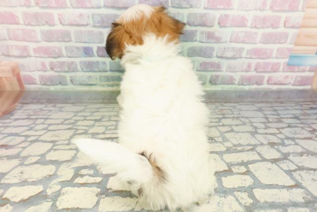 福島県のハーフ犬・ミックス犬 (Coo&RIKUいわき店/2025年12月22日生まれ/男の子/ホワイトブラウン)の子犬の4枚目の画像