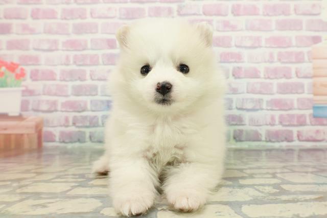 北海道のハーフ犬・ミックス犬 (Coo&RIKU札幌西店/2025年12月26日生まれ/女の子/ホワイトクリーム)の子犬の1枚目の画像