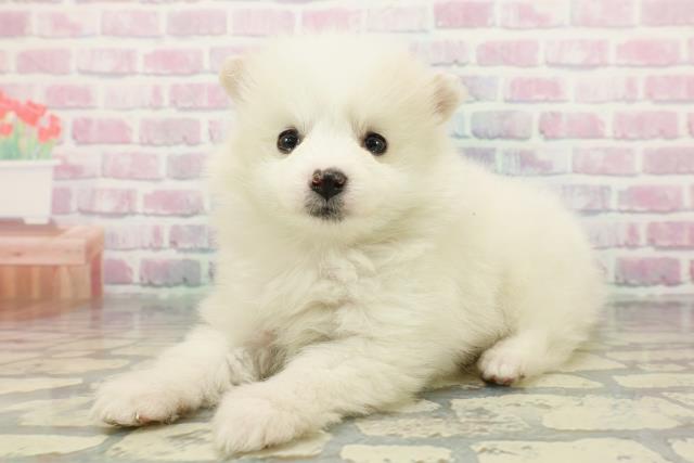 北海道のハーフ犬・ミックス犬 (Coo&RIKU札幌西店/2025年12月26日生まれ/女の子/ホワイトクリーム)の子犬の2枚目の画像
