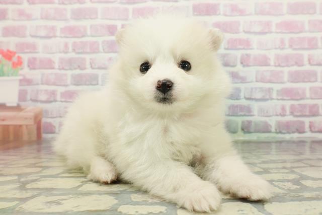 北海道のハーフ犬・ミックス犬 (Coo&RIKU札幌西店/2025年12月26日生まれ/女の子/ホワイトクリーム)の子犬の3枚目の画像