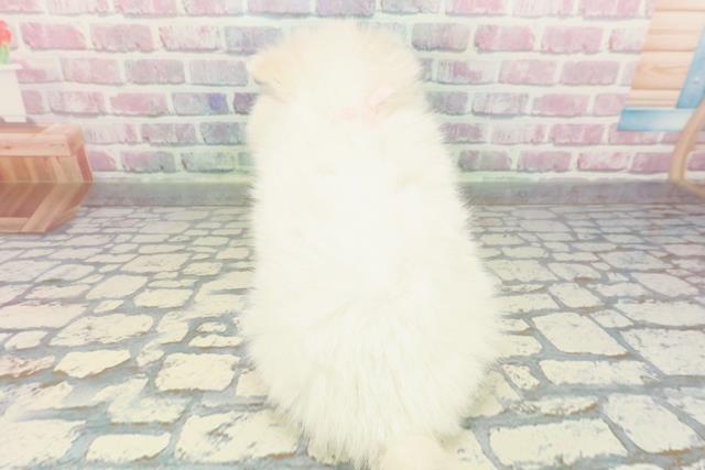 北海道のハーフ犬・ミックス犬 (Coo&RIKU札幌西店/2025年12月26日生まれ/女の子/ホワイトクリーム)の子犬の4枚目の画像