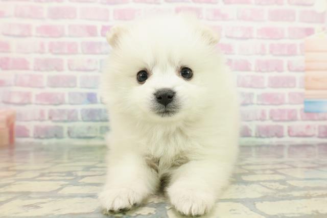 青森県のハーフ犬・ミックス犬 (Coo&RIKU八戸店/2025年12月26日生まれ/女の子/ホワイトクリーム)の子犬の1枚目の画像