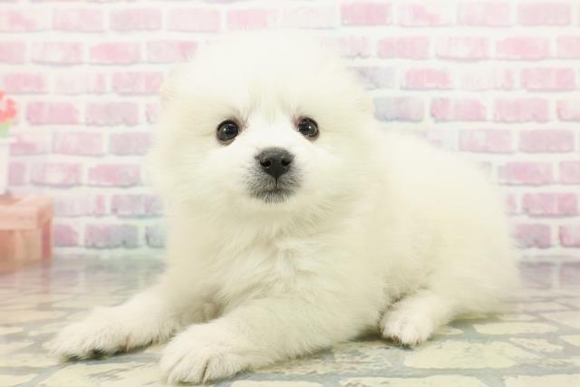 青森県のハーフ犬・ミックス犬 (Coo&RIKU八戸店/2025年12月26日生まれ/女の子/ホワイトクリーム)の子犬の2枚目の画像