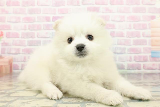 青森県のハーフ犬・ミックス犬 (Coo&RIKU八戸店/2025年12月26日生まれ/女の子/ホワイトクリーム)の子犬の3枚目の画像