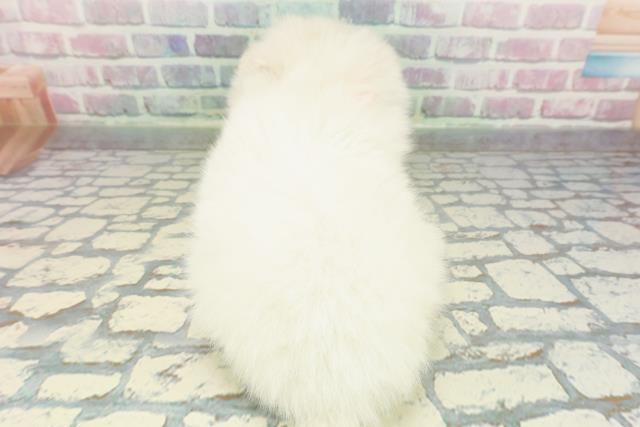 青森県のハーフ犬・ミックス犬 (Coo&RIKU八戸店/2025年12月26日生まれ/女の子/ホワイトクリーム)の子犬の4枚目の画像