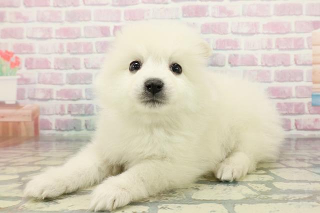 福井県のハーフ犬・ミックス犬 (Coo&RIKU福井店/2025年12月26日生まれ/男の子/ホワイトクリーム)の子犬の2枚目の画像