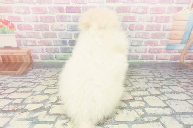 福井県のハーフ犬・ミックス犬 (Coo&RIKU福井店/2025年12月26日生まれ/男の子/ホワイトクリーム)の子犬の4枚目の画像