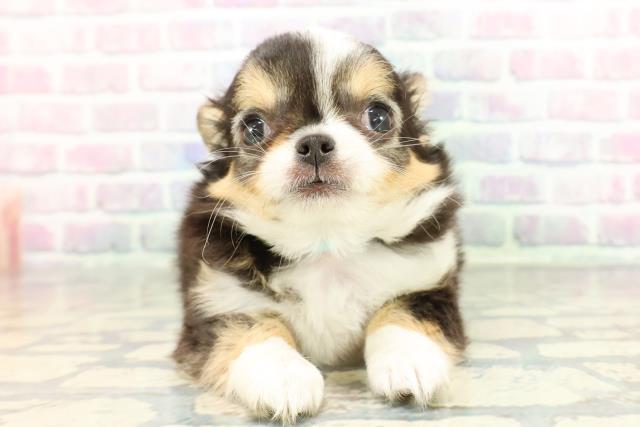 群馬県のチワワ(ロング) (Coo&RIKU前橋店/2025年12月30日生まれ/男の子/トライカラー)の子犬の1枚目の画像