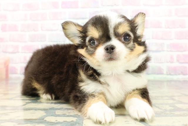 群馬県のチワワ(ロング) (Coo&RIKU前橋店/2025年12月30日生まれ/男の子/トライカラー)の子犬の3枚目の画像