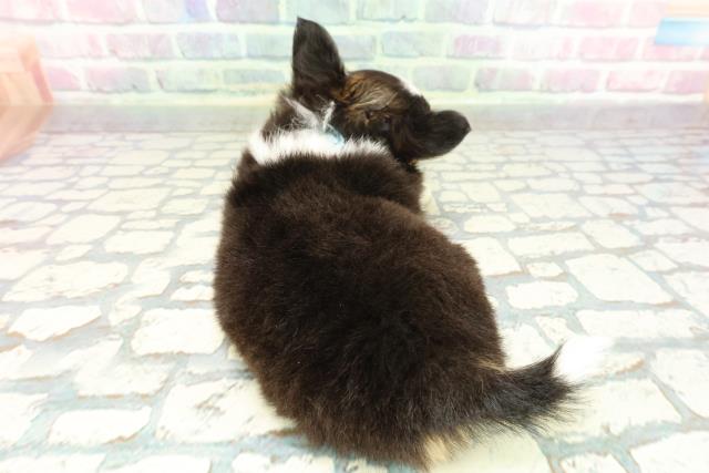 群馬県のチワワ(ロング) (Coo&RIKU前橋店/2025年12月30日生まれ/男の子/トライカラー)の子犬の4枚目の画像