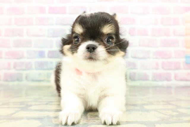 東京都のチワワ(ロング) (Coo&RIKU吉祥寺店/2025年12月30日生まれ/女の子/トライカラー)の子犬の1枚目の画像