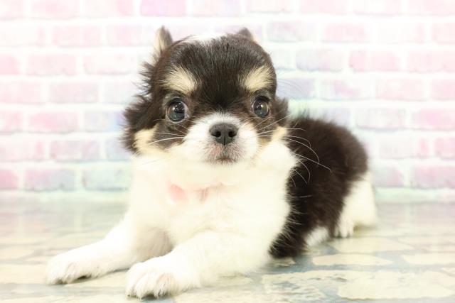 東京都のチワワ(ロング) (Coo&RIKU吉祥寺店/2025年12月30日生まれ/女の子/トライカラー)の子犬の2枚目の画像