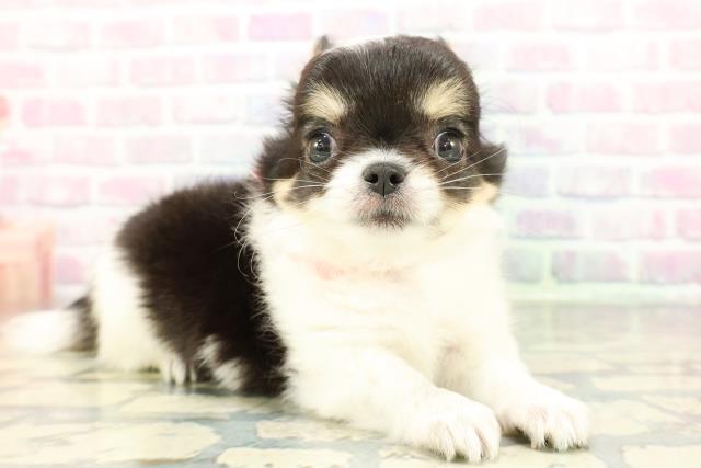 東京都のチワワ(ロング) (Coo&RIKU吉祥寺店/2025年12月30日生まれ/女の子/トライカラー)の子犬の3枚目の画像