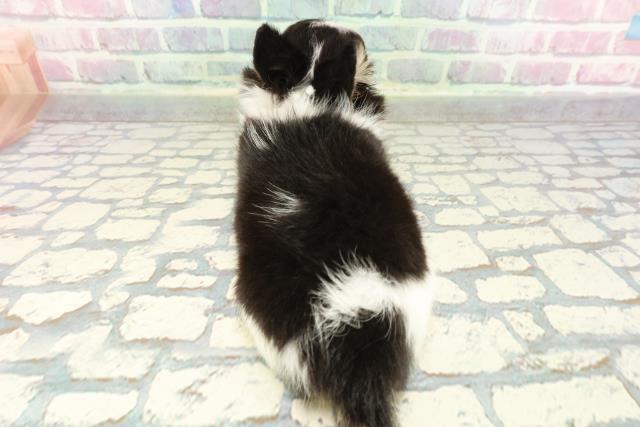 東京都のチワワ(ロング) (Coo&RIKU吉祥寺店/2025年12月30日生まれ/女の子/トライカラー)の子犬の4枚目の画像