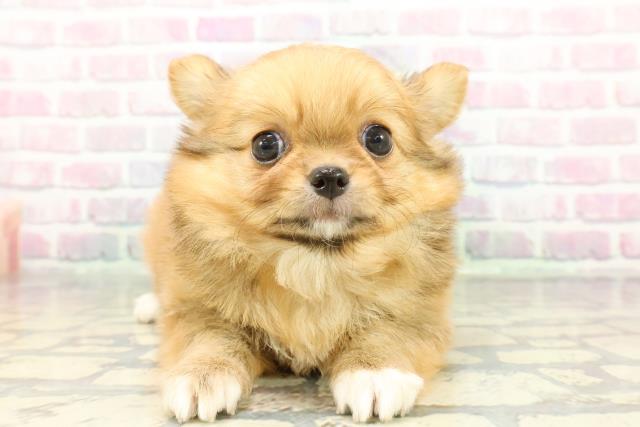 東京都のチワワ(ロング) (Coo&RIKU三軒茶屋店/2025年12月25日生まれ/男の子/フォーン)の子犬の1枚目の画像