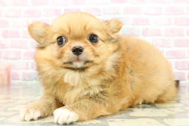 東京都のチワワ(ロング) (Coo&RIKU三軒茶屋店/2025年12月25日生まれ/男の子/フォーン)の子犬の2枚目の画像