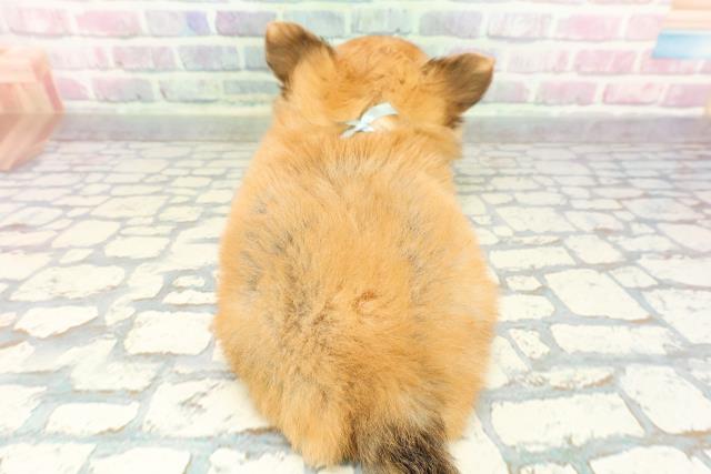 東京都のチワワ(ロング) (Coo&RIKU三軒茶屋店/2025年12月25日生まれ/男の子/フォーン)の子犬の4枚目の画像