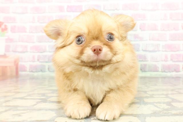 東京都のチワワ(ロング) (Coo&RIKUフレスポ住吉店/2025年12月25日生まれ/男の子/チョコレートフォーン)の子犬の1枚目の画像