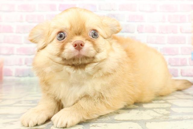 東京都のチワワ(ロング) (Coo&RIKUフレスポ住吉店/2025年12月25日生まれ/男の子/チョコレートフォーン)の子犬の2枚目の画像