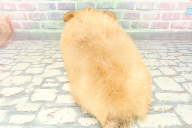 東京都のチワワ(ロング) (Coo&RIKUフレスポ住吉店/2025年12月25日生まれ/男の子/チョコレートフォーン)の子犬の4枚目の画像