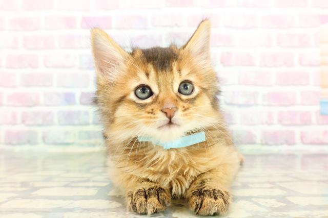 2025年12月28日生まれのソマリ