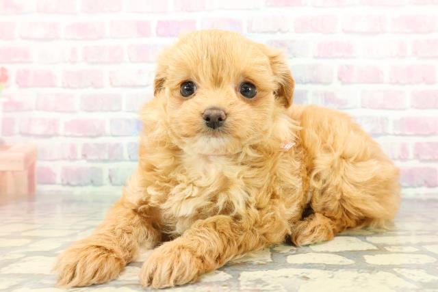 石川県のチワプー/プーチー(チワワ×プードル) (Coo&RIKU金沢店/2025年12月25日生まれ/女の子/アプリコット)の子犬の2枚目の画像