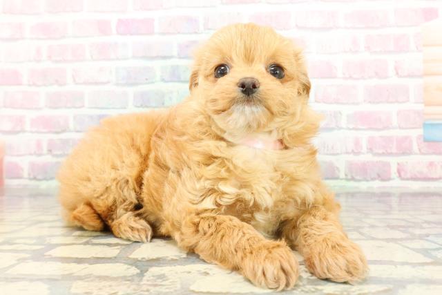 石川県のチワプー/プーチー(チワワ×プードル) (Coo&RIKU金沢店/2025年12月25日生まれ/女の子/アプリコット)の子犬の3枚目の画像