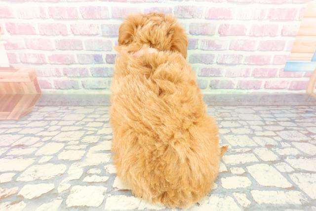 石川県のチワプー/プーチー(チワワ×プードル) (Coo&RIKU金沢店/2025年12月25日生まれ/女の子/アプリコット)の子犬の4枚目の画像