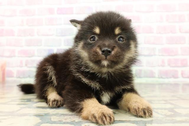 神奈川県のポメ柴/豆ポメ/ポメ豆柴(ポメラニアン×柴犬) (Coo&RIKU横浜旭店/2025年12月29日生まれ/男の子/黒)の子犬の3枚目の画像