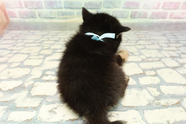 神奈川県のポメ柴/豆ポメ/ポメ豆柴(ポメラニアン×柴犬) (Coo&RIKU横浜旭店/2025年12月29日生まれ/男の子/黒)の子犬の4枚目の画像