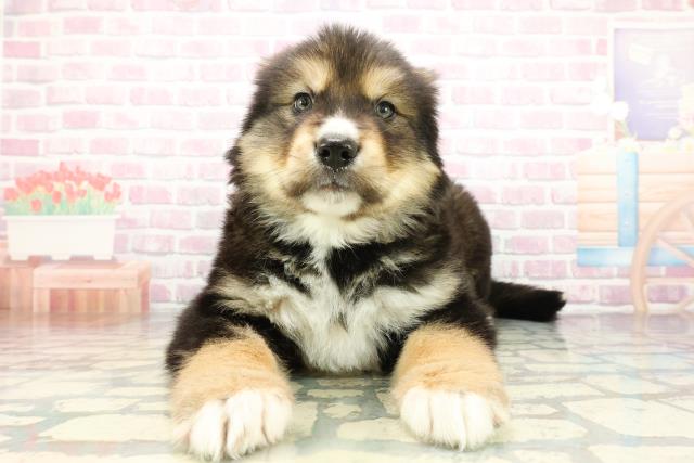 東京都のハーフ犬・ミックス犬 (Coo&RIKU東久留米店/2025年12月27日生まれ/男の子/ブラックタン)の子犬の1枚目の画像