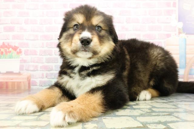 東京都のハーフ犬・ミックス犬 (Coo&RIKU東久留米店/2025年12月27日生まれ/男の子/ブラックタン)の子犬の2枚目の画像