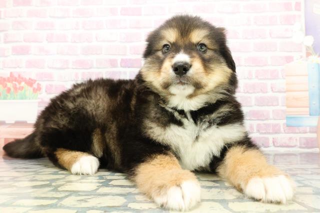 東京都のハーフ犬・ミックス犬 (Coo&RIKU東久留米店/2025年12月27日生まれ/男の子/ブラックタン)の子犬の3枚目の画像