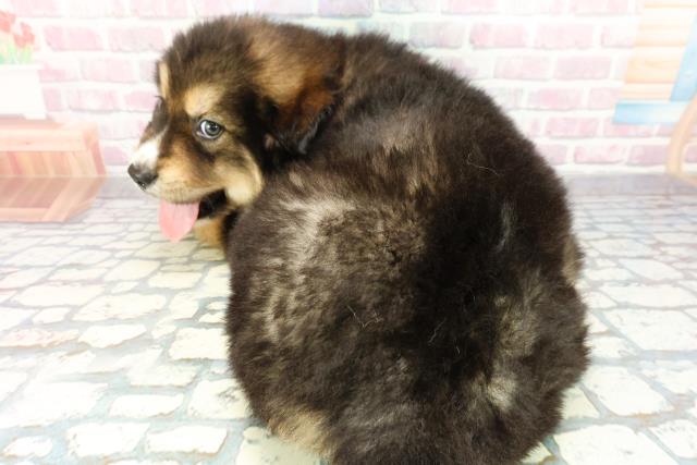 東京都のハーフ犬・ミックス犬 (Coo&RIKU東久留米店/2025年12月27日生まれ/男の子/ブラックタン)の子犬の4枚目の画像