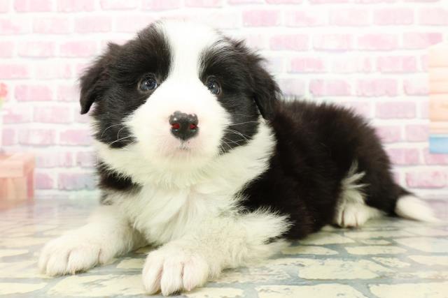 千葉県のボーダーコリー (Coo&RIKU東船橋店/2025年12月30日生まれ/男の子/ブラックホワイト)の子犬の2枚目の画像