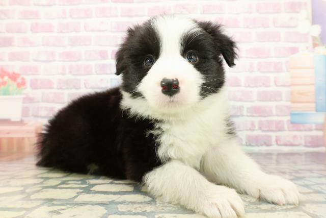 千葉県のボーダーコリー (Coo&RIKU東船橋店/2025年12月30日生まれ/男の子/ブラックホワイト)の子犬の3枚目の画像