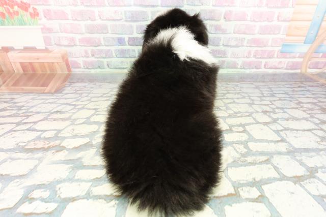 千葉県のボーダーコリー (Coo&RIKU東船橋店/2025年12月30日生まれ/男の子/ブラックホワイト)の子犬の4枚目の画像