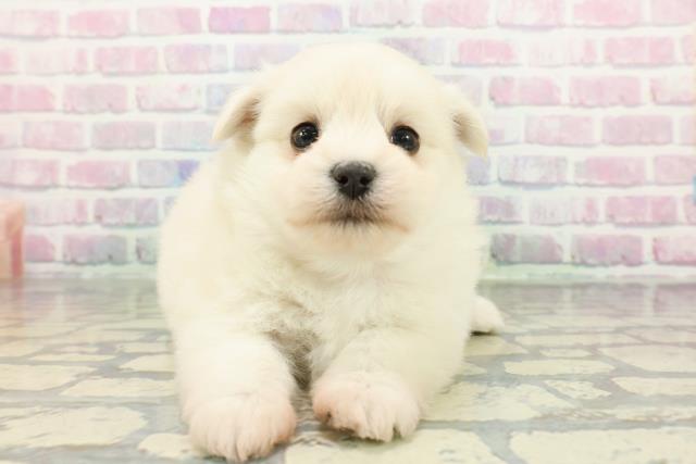 新潟県のポメマル/マルポメ(ポメラニアン×マルチーズ) (Coo&RIKU上越店/2025年12月28日生まれ/女の子/クリーム)の子犬の1枚目の画像
