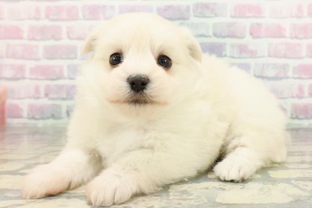 新潟県のポメマル/マルポメ(ポメラニアン×マルチーズ) (Coo&RIKU上越店/2025年12月28日生まれ/女の子/クリーム)の子犬の2枚目の画像