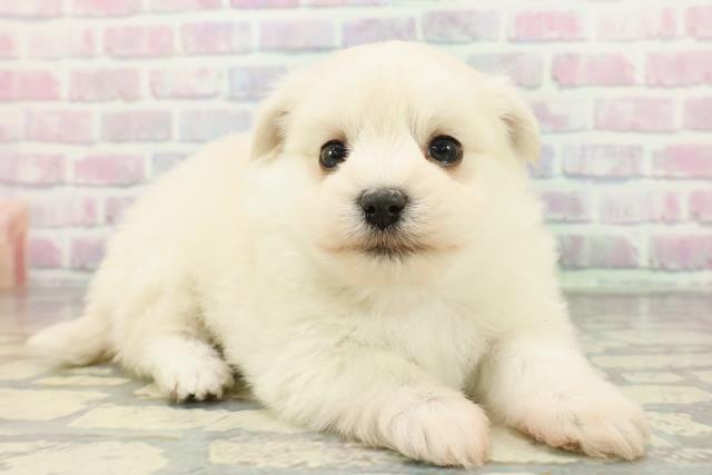 新潟県のポメマル/マルポメ(ポメラニアン×マルチーズ) (Coo&RIKU上越店/2025年12月28日生まれ/女の子/クリーム)の子犬の3枚目の画像