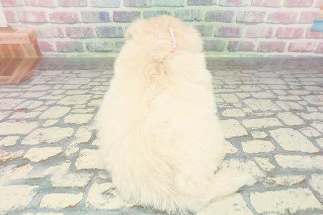 新潟県のポメマル/マルポメ(ポメラニアン×マルチーズ) (Coo&RIKU上越店/2025年12月28日生まれ/女の子/クリーム)の子犬の4枚目の画像