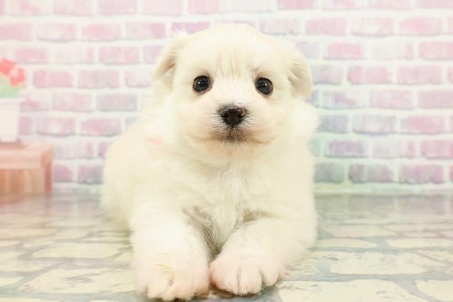 福井県のポメマル/マルポメ(ポメラニアン×マルチーズ) (Coo&RIKU福井店/2025年12月28日生まれ/女の子/クリーム)の子犬の1枚目の画像