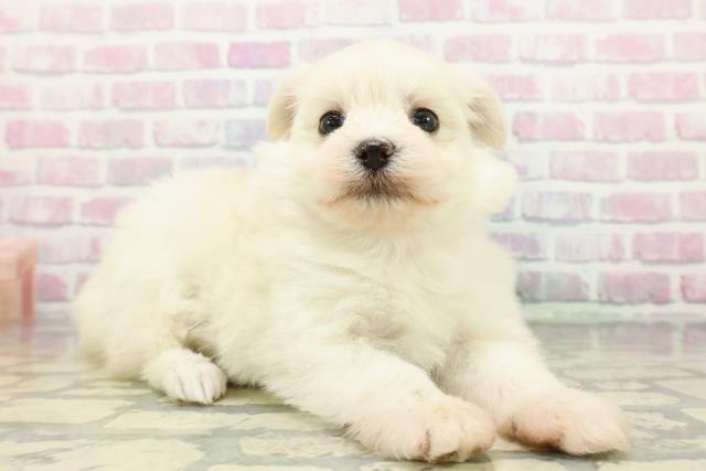 福井県のポメマル/マルポメ(ポメラニアン×マルチーズ) (Coo&RIKU福井店/2025年12月28日生まれ/女の子/クリーム)の子犬の3枚目の画像