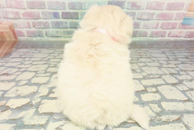 福井県のポメマル/マルポメ(ポメラニアン×マルチーズ) (Coo&RIKU福井店/2025年12月28日生まれ/女の子/クリーム)の子犬の4枚目の画像
