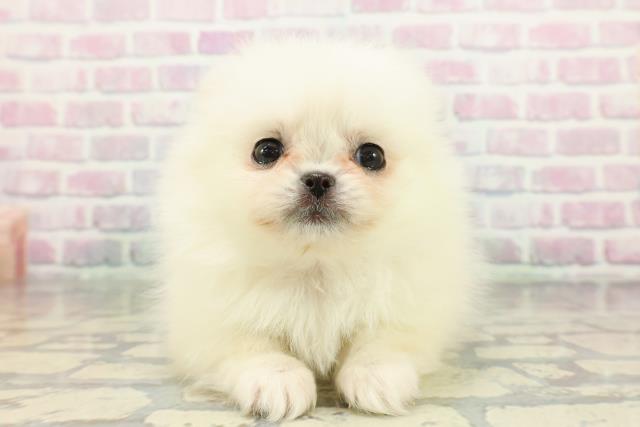 東京都のペキポメ/ポメペキ(ペキニーズ×ポメラニアン) (Coo&RIKU武蔵小山店/2025年12月30日生まれ/女の子/クリーム)の子犬の1枚目の画像